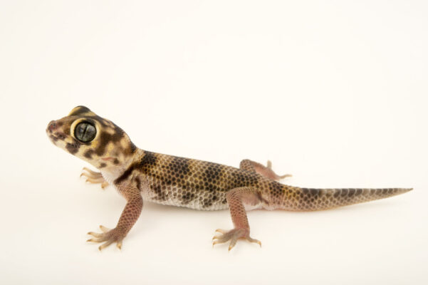 vuathucung-frog-eyed-gecko-601x400.jpg